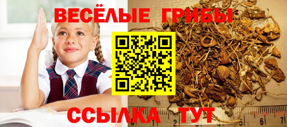 Галлюциногенные грибы прущие грибы Избербаш